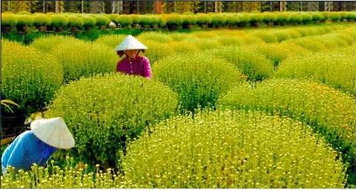 Làng hoa Tân Quy Đông