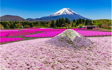 Tour Nhật Bản 5N5Đ: HCM - Osaka - Kyoto - Nagoya - Phú Sĩ - Tokyo Mùa Hoa Tử Đằng