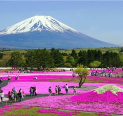 Tour Nhật Bản 6N5Đ: Hà Nội - Osaka - Kobe - Kyoto - Phú Sĩ - Tokyo - Hoa Chi Anh