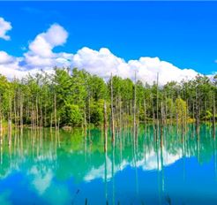 Tour Nhật Bản 6N5Đ: Hà Nội - Hokkaido - Sapporo - Biei - Otaru - Tokyo