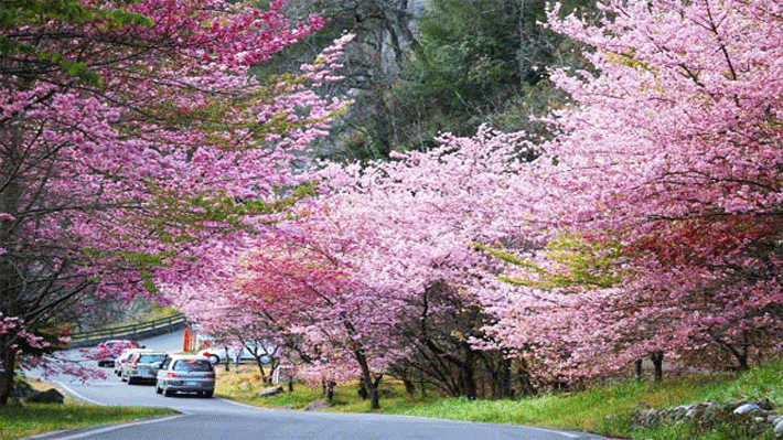 Hoa Anh Đào Vũ Hán