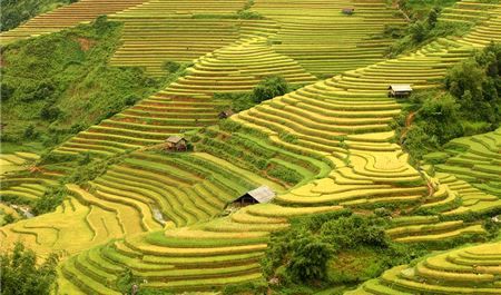 Tour Tây Bắc 5N4Đ: HCM - Yên Bái - Mù Cang Chải - Sapa - Mùa Lúa Chín