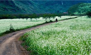 ivivu-tour-mo-c-chau-3n2d-mo-t-thoa-ng-tay-ba-c-hoa-moc-chau.jpg
