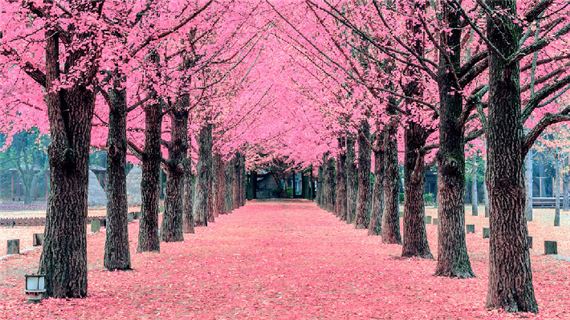 Đảo Nami mùa hoa anh đào.