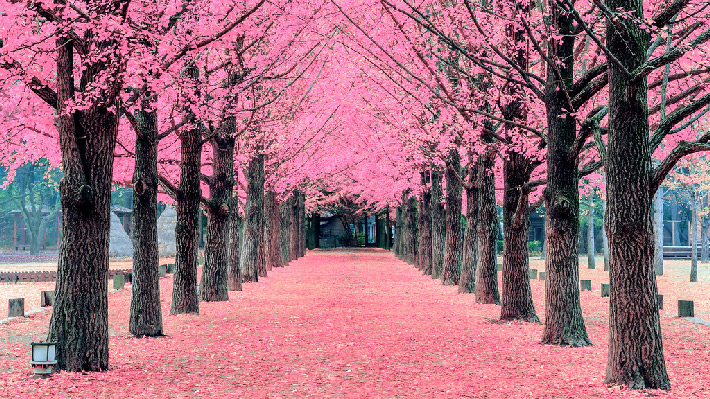 Đảo Nami mùa hoa anh đào.