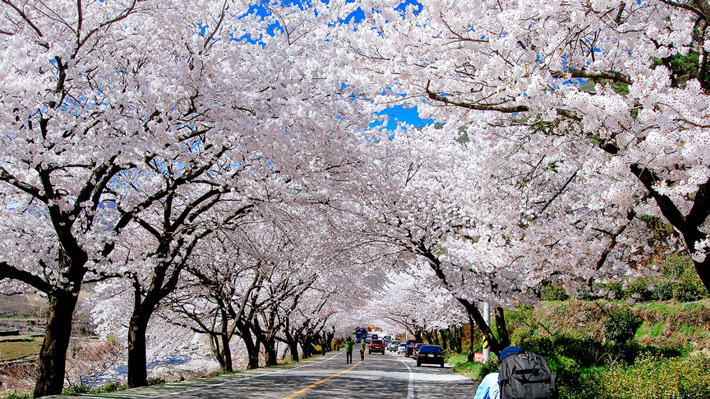 Công viên Ueno mùa hoa anh đào.