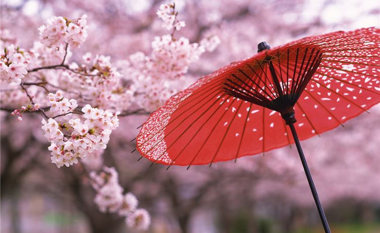 Hoa anh đào Nhật Bản