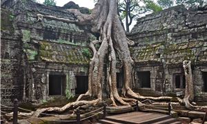 Đền Ta Prohm.
