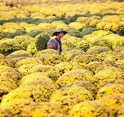 Tour Đồng Tháp Trong Ngày: Làng Hoa Sa Đéc - Vườn Quýt Hồng Lai Vung