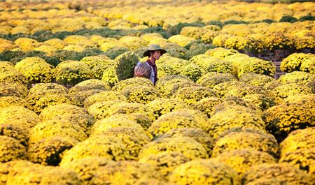 Tour Đồng Tháp Trong Ngày: Làng Hoa Sa Đéc - Vườn Quýt Hồng Lai Vung