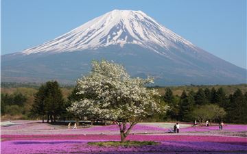 Tour Nhật Bản 6N5Đ: HCM - Tokyo - Phú Sĩ - Nagoya - Kyoto - Osaka Các Mùa Hoa