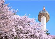 Tour Hàn Quốc 5N4Đ: Hà Nội - Seoul - Nami - Everland - Hoa Anh Đào Công Viên Yeouido