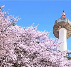 Tour Hàn Quốc 5N4Đ: Hà Nội - Seoul - Nami - Everland - Hoa Anh Đào Công Viên Yeouido
