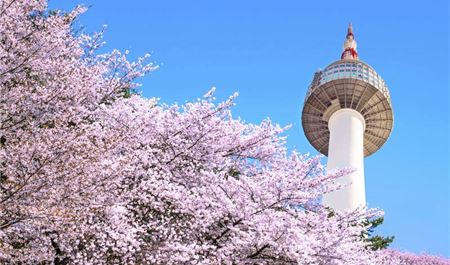 Tour Hàn Quốc 5N4Đ: Hà Nội - Seoul - Nami - Everland - Hoa Anh Đào Công Viên Yeouido
