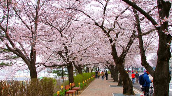 Hoa anh đào trên đảo Nami