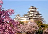 Tour Nhật Bản Ngắm Hoa Anh Đào 5N5Đ: Tokyo - Yamanashi - Toyohashi - Osaka - Kobe