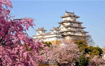 Tour Nhật Bản Ngắm Hoa Anh Đào 5N5Đ: Tokyo - Yamanashi - Toyohashi - Osaka - Kobe