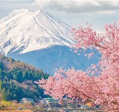 Tour Nhật Bản 6N5Đ: Tokyo - Núi Phú Sĩ - Nagoya - Kyoto - Osaka - Hoa Anh Đào