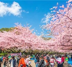 Tour Nhật Bản Ngắm Hoa Anh Đào 5N5Đ: Tokyo - Yamanashi - Toyohashi - Osaka - Kobe