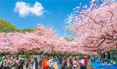 Tour Nhật Bản Ngắm Hoa Anh Đào 5N5Đ: Tokyo - Yamanashi - Toyohashi - Osaka - Kobe