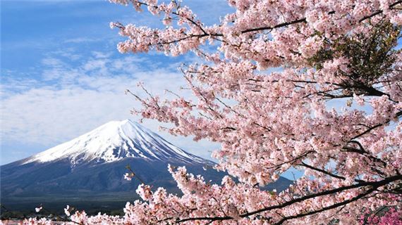 Ngắm Hoa Anh Đào