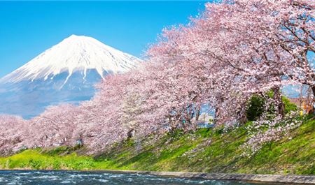 Tour Nhật Bản 6N5Đ: HCM - Tokyo - Fuji - Nagoya - Kyoto - Osaka - Hoa Anh Đào