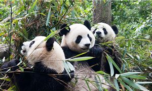 Công Viên Gấu Trúc, nơi ngắm những chú gấu trúc đáng yêu.