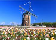 Tour Nhật Bản 5N4Đ: Hà Nội - Núi Phú Sĩ - Tokyo - Chiba - Hoa Anh Đào