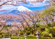 Tour Nhật Bản 5N5Đ: HCM - Osaka - Kyoto - Phú Sĩ - Tokyo Hoa Anh Đào