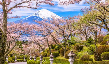 Tour Nhật Bản 5N5Đ: HCM - Osaka - Kyoto - Phú Sĩ - Tokyo Hoa Anh Đào