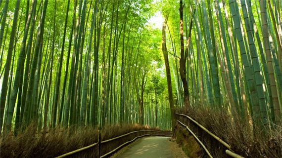 Rừng tre Arashiyama.