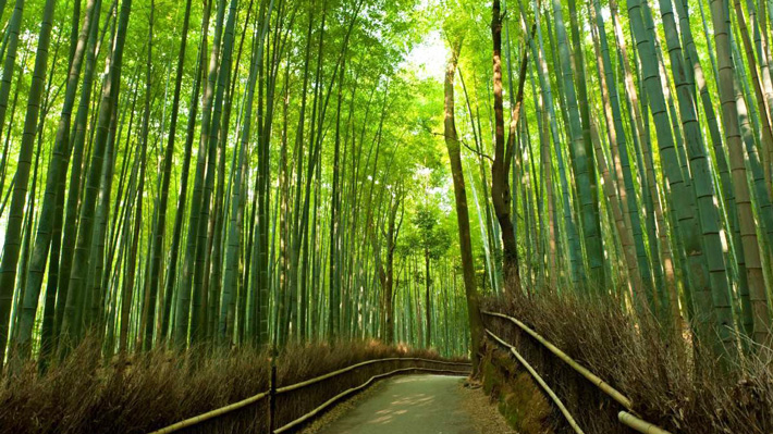 Rừng tre Arashiyama.