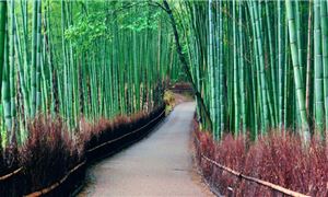 Rừng tre Arashiyama