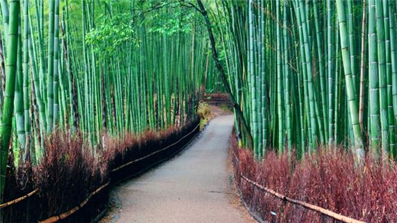 Rừng Tre Arashiyama