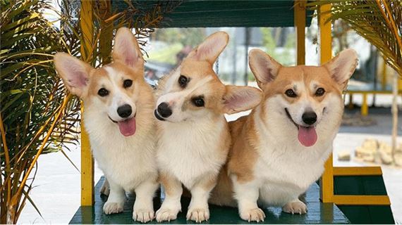 Trại cún Puppy Farm