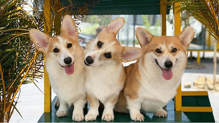 Trại cún Puppy Farm