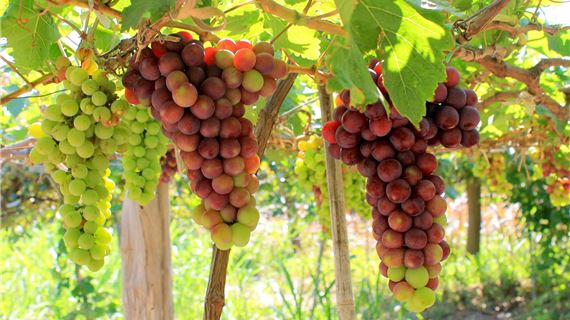 Vườn Nho.