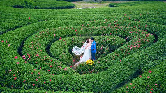 Đồi chè trái tim ở Mộc Châu.