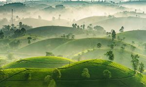 ivivu-doi-che-thanh-son-phu-tho.gif