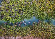 Tour Đà Nẵng Trong Ngày: Rừng Dừa 7 Mẫu