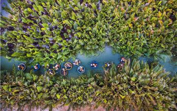 Tour Đà Nẵng Trong Ngày: Rừng Dừa 7 Mẫu