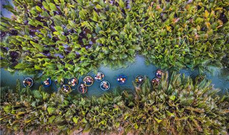 Tour Đà Nẵng Trong Ngày: Rừng Dừa 7 Mẫu