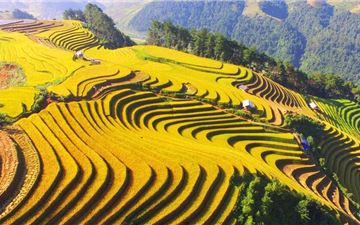 Tour Tây Bắc 3N2Đ: Hà Nội - Mù Cang Chải - Trạm Tấu - Săn Mây Tà Xùa
