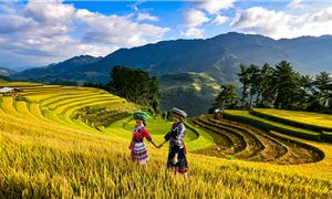 Cảnh sắc rực rỡ của mùa lúa chín tại Mù Cang Chải.
