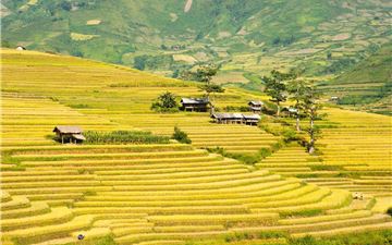 Tour Hà Giang 3N2Đ: Hà Nội - Hoàng Su Phì - Suôi Thầu - Bắc Hà Mùa Lúa Chín