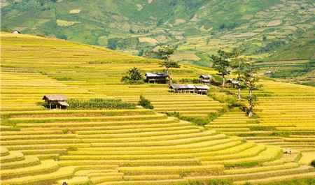 Tour Hà Giang 3N2Đ: Hà Nội - Hoàng Su Phì - Suôi Thầu - Bắc Hà Mùa Lúa Chín