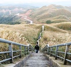 Tour Bình Liêu 2N1Đ: Hà Nội - Khám Phá Tiên Yên - Thiên Đường Hoa Cỏ Lau