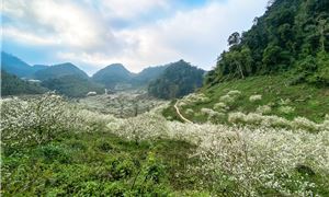 ivivu-moc-chau-hoa-man-bia.gif