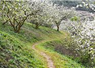 Tour Tây Bắc 4N3Đ: Hà Nội - Fansipan - Điện Biên - Mộc Châu - Mai Châu