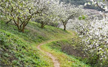 Tour Tây Bắc 4N3Đ: Hà Nội - Fansipan - Điện Biên - Mộc Châu - Mai Châu